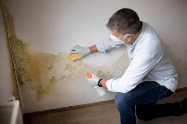 Best Mold Documentation for Insurance Claims  in Centerton, AR